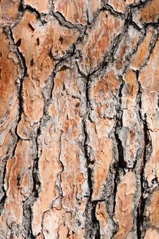 Pine Tree Bark Background Stock Image