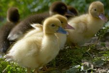 Baby Duck Stock Images