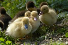 Baby Duck Stock Photography
