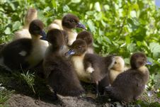 Baby Duck Royalty Free Stock Photos