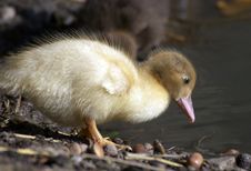 Baby Duck Royalty Free Stock Photos