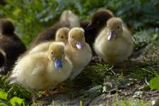 Baby Duck Stock Images