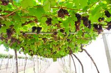 Ripe Grapes In The Vineyard. Royalty Free Stock Photo Ripe Grapes In The Vineyard. Royalty Free Stock Photo