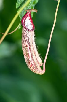 Nepenthe Tropical Carnivore Plant Stock Photography Nepenthe Tropical Carnivore Plant Stock Photography