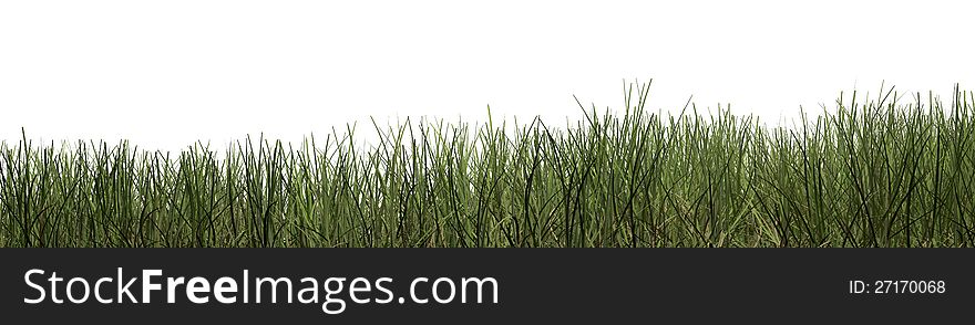 Green grass against white background. Green grass against white background