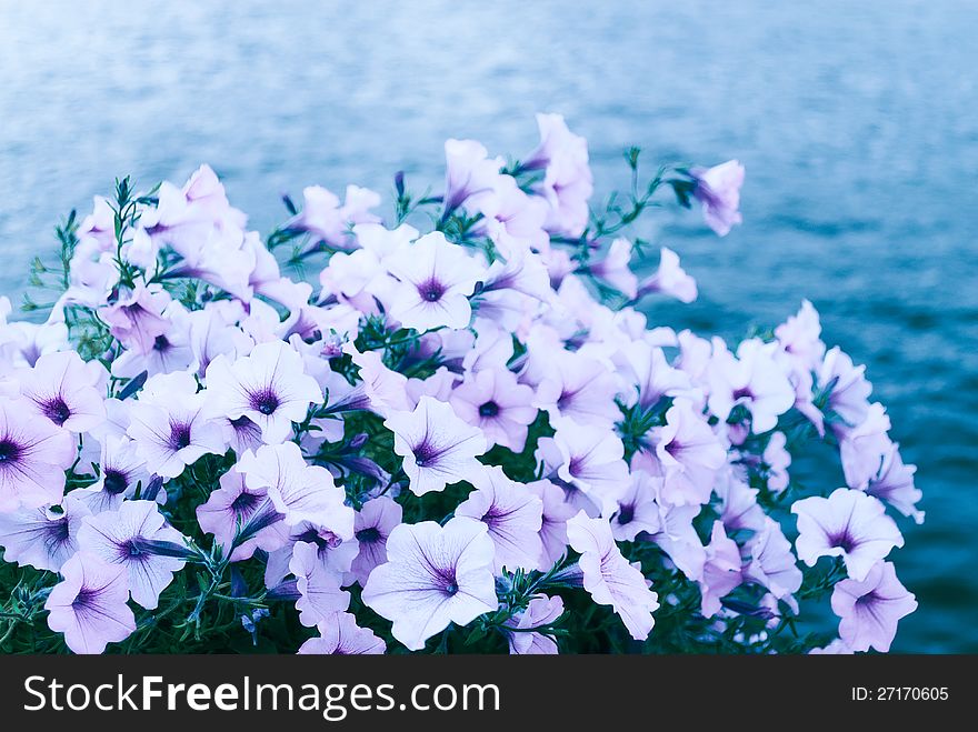 Purple-white flowers blossoming with the river background. Purple-white flowers blossoming with the river background