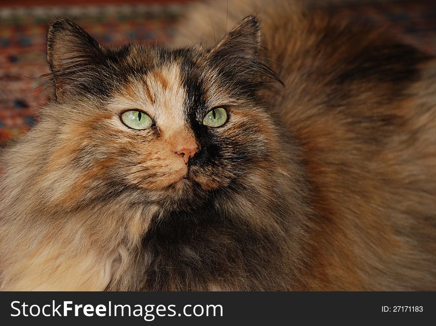 Close up of multicolored Siberian forest cat with green eyes