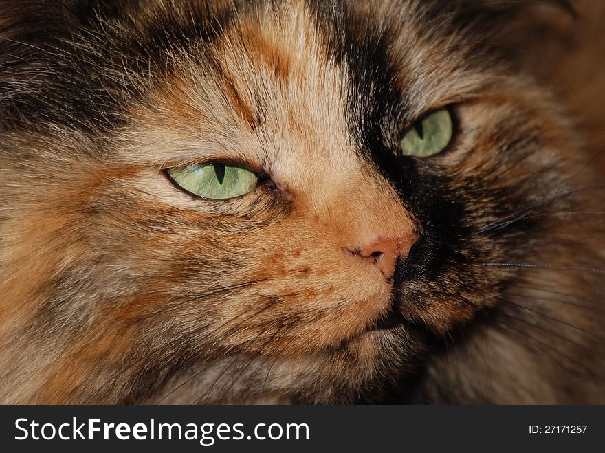 Close up of multicolored Siberian forest cat with green eyes. Close up of multicolored Siberian forest cat with green eyes