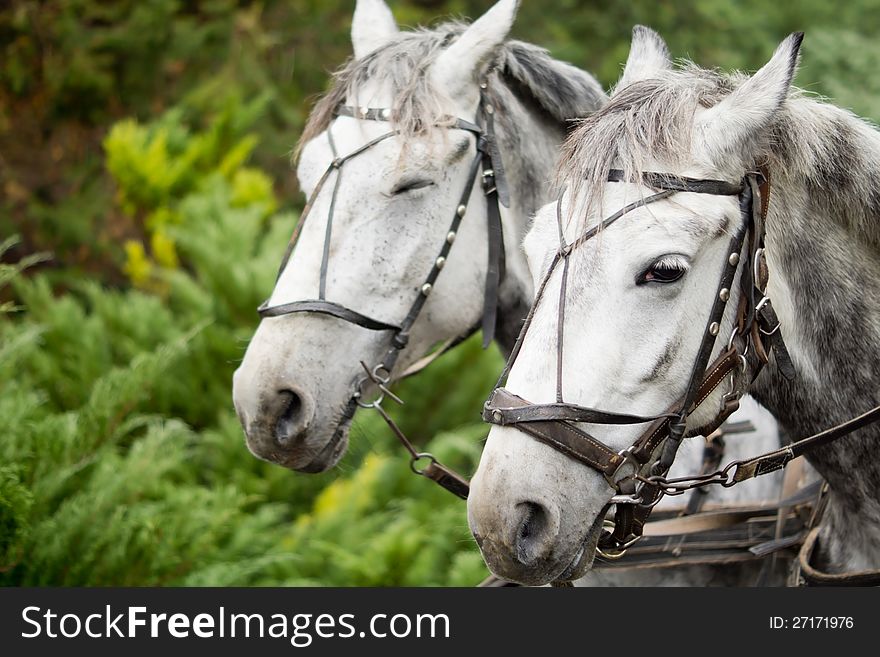 Beautiful pair of matched greys