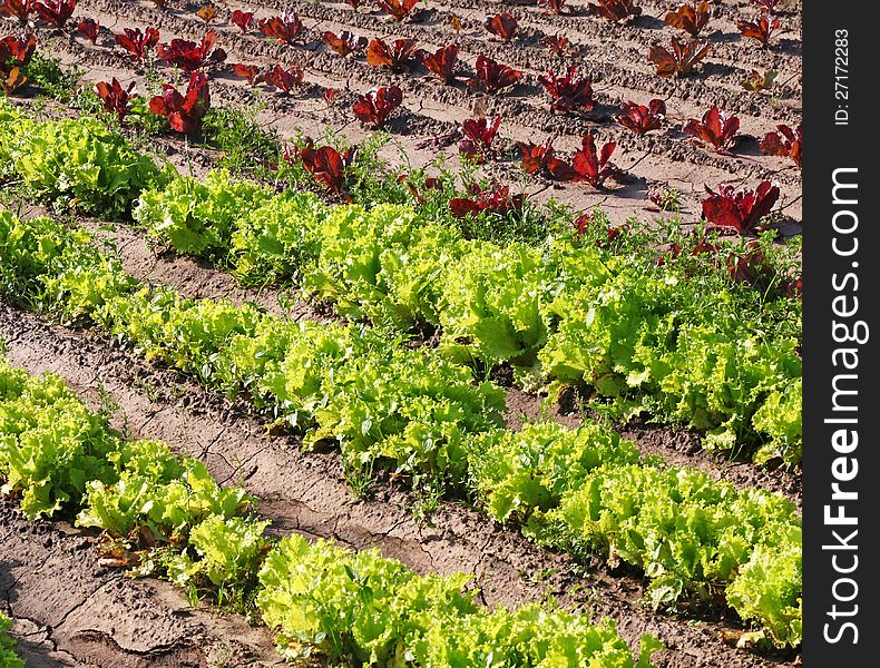 A plantation of lettuce.