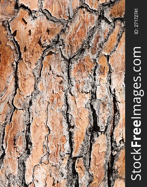 Background of old pine tree bark texture. Background of old pine tree bark texture