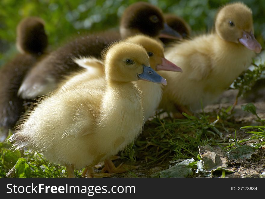 Family of baby ducks on the farm