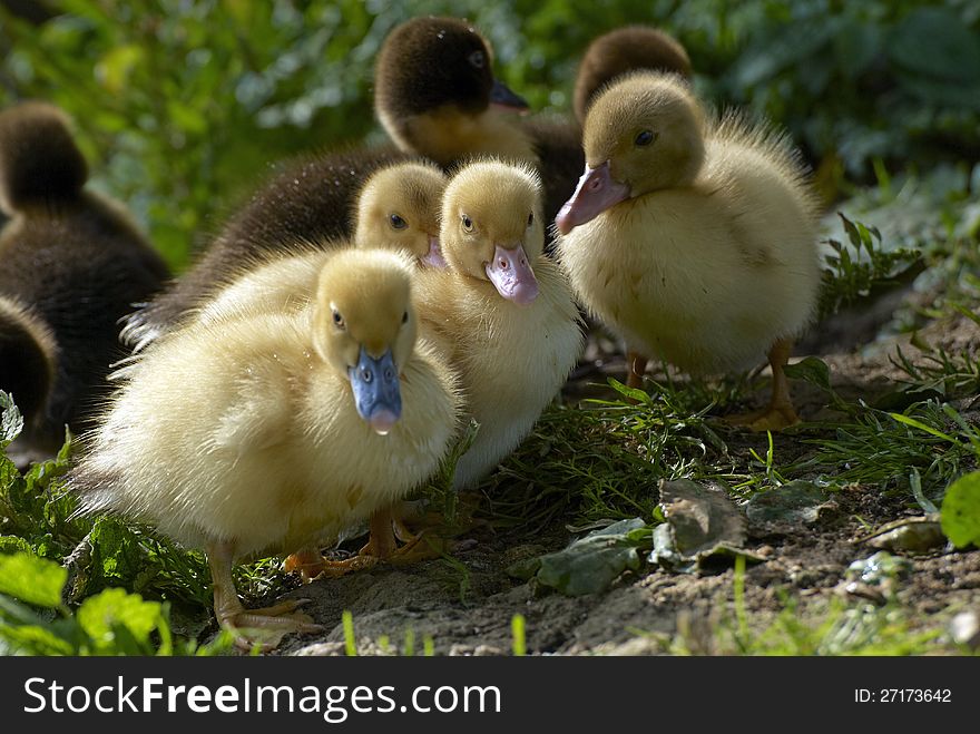 Family of baby ducks on the farm