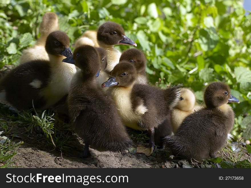 Family of baby ducks on the farm