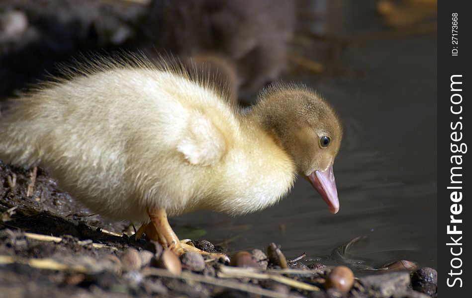 Portrait of baby duck on the farm