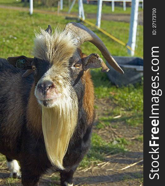 Portrait of a goat on the farm. Portrait of a goat on the farm