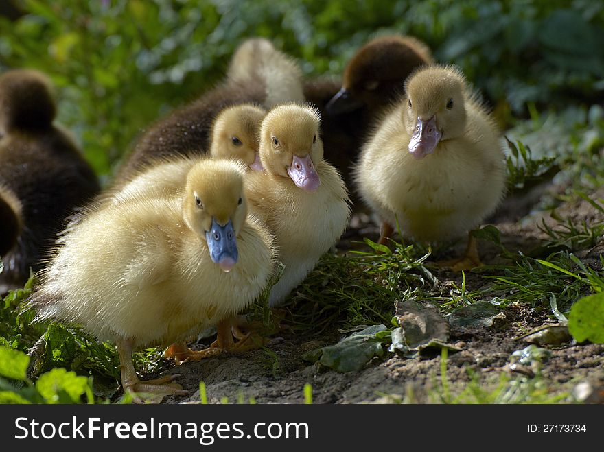 Family of baby ducks on the farm