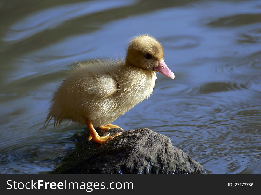Baby duck