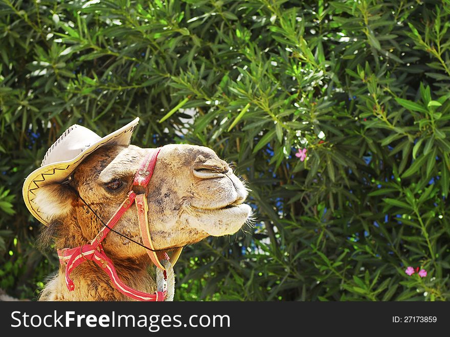 Portrait of a camel for tour with hat