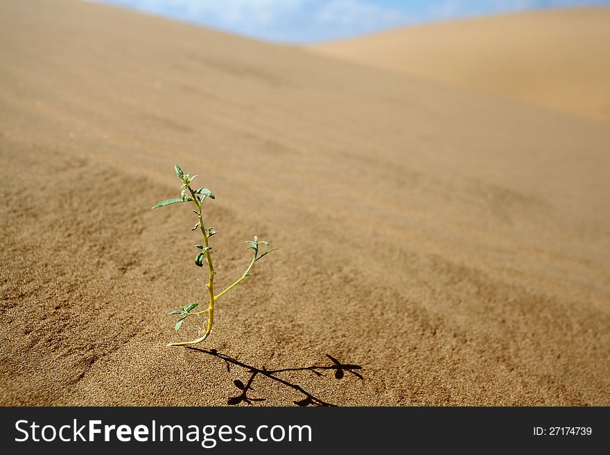 A Small Plant In Desert