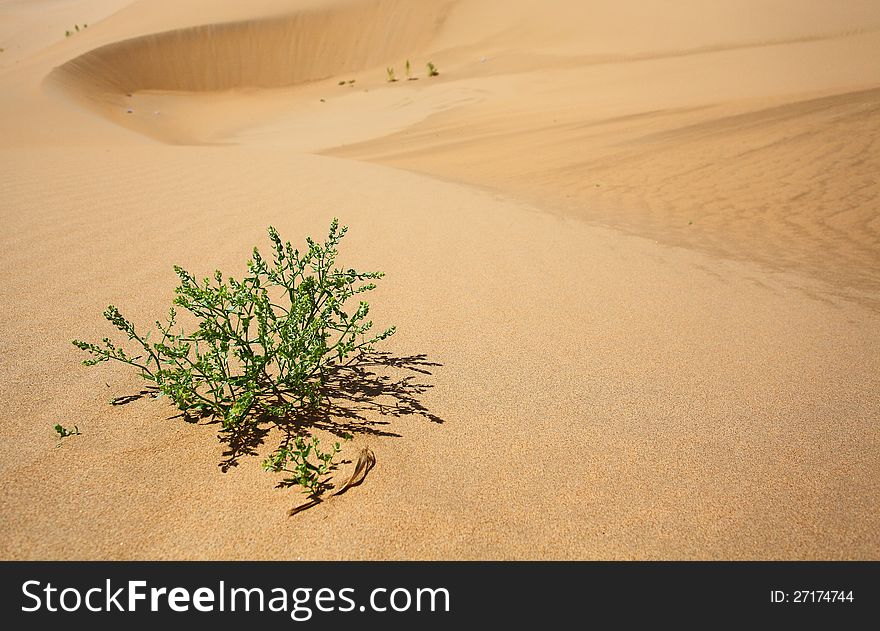 A Small Plant In Desert