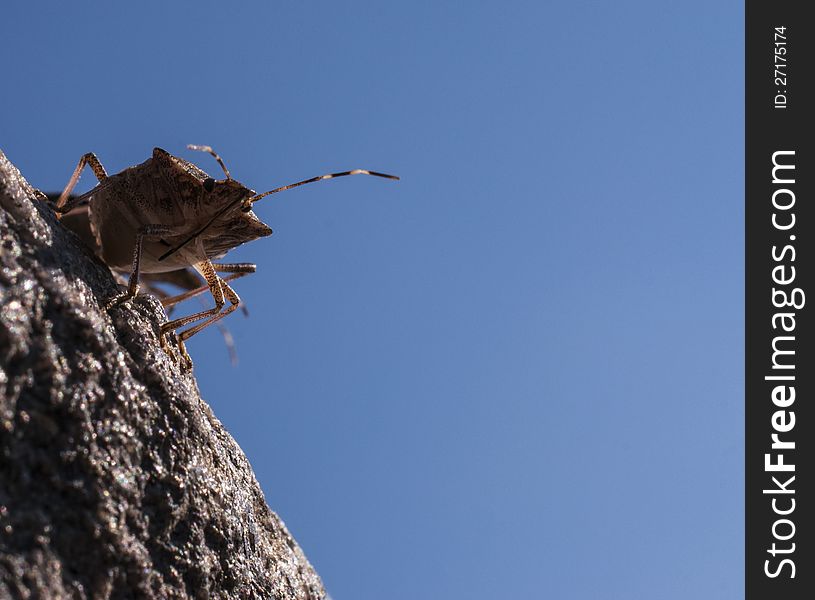 The invasive Brown-marmorated Stink Bug