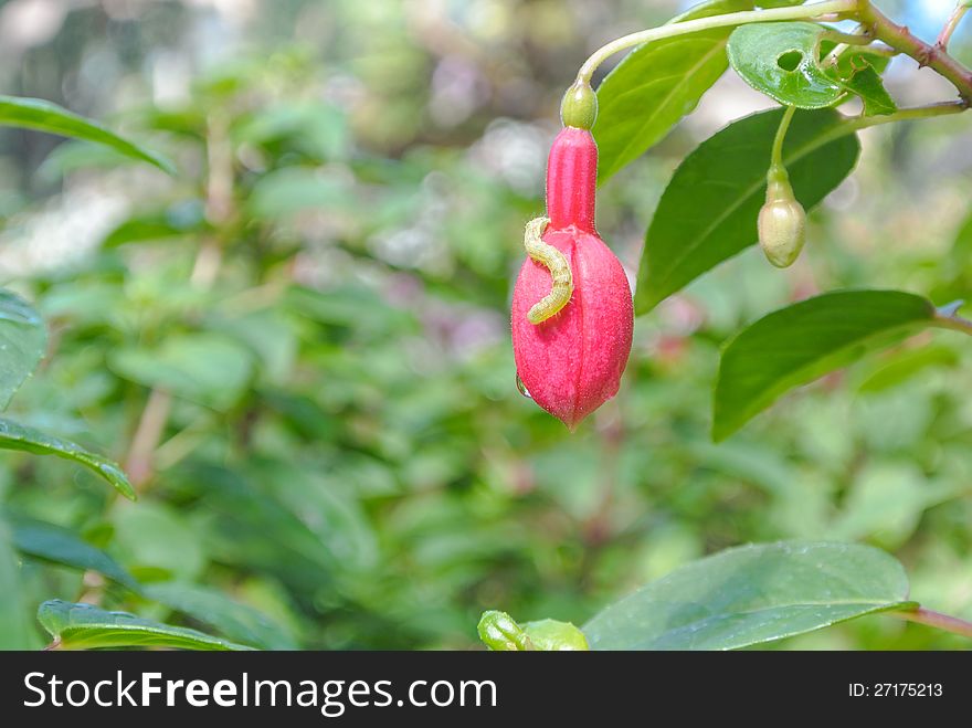 Caterpillar on unbloom red flower