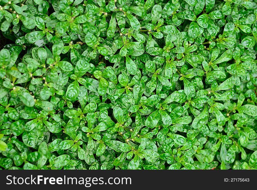 Green plant for web and printing background. Green plant for web and printing background