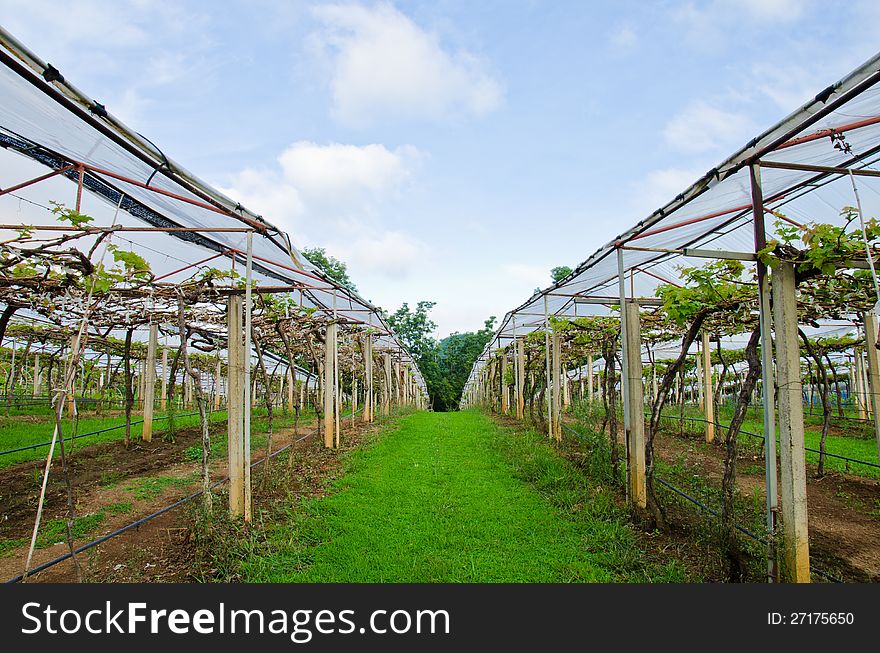 Planted grapes in the vineyard.