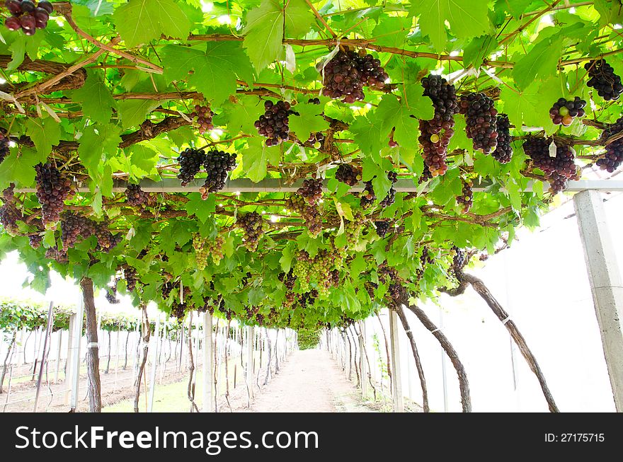 Ripe Grapes In The Vineyard.