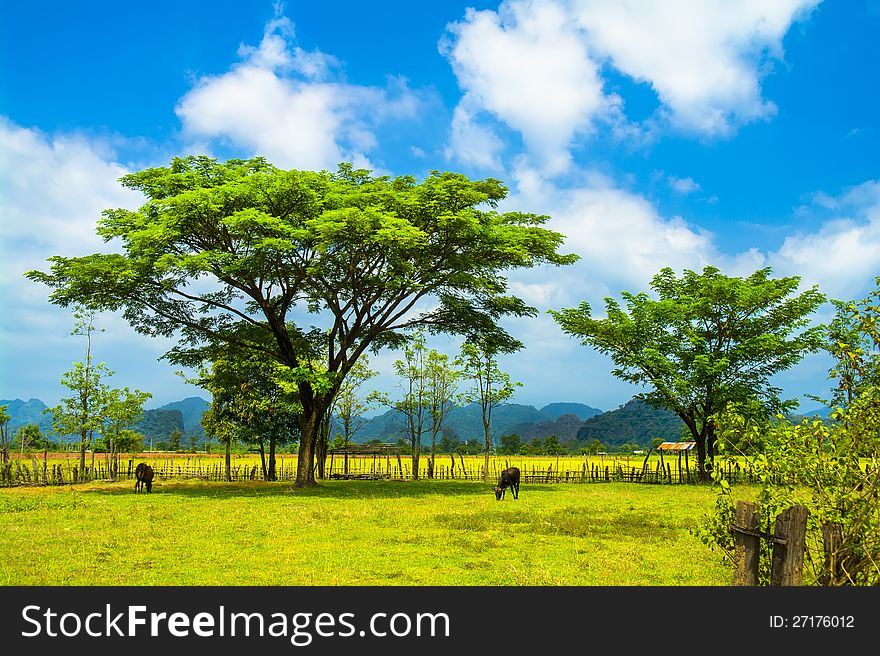 Two trees, two cows. Laos.