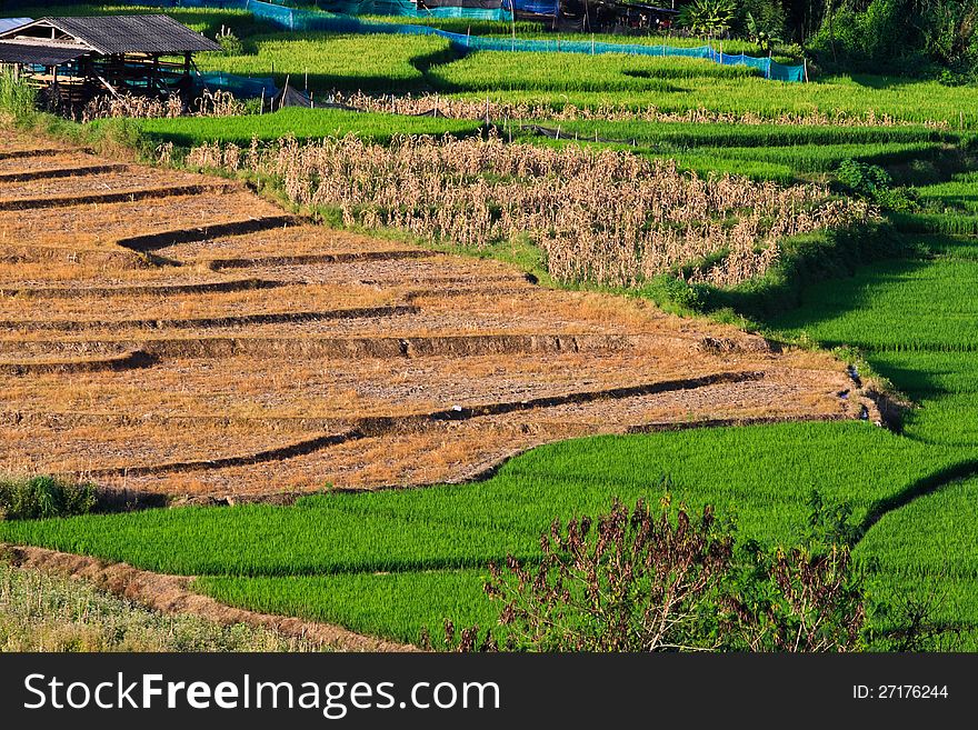 Rice fields in northern Thailand. Rice fields in northern Thailand.