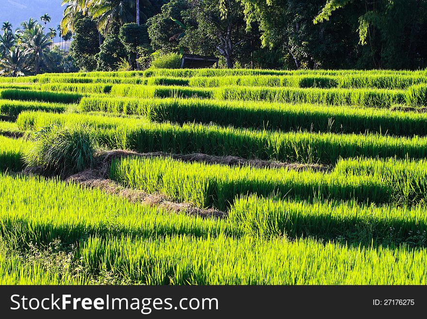 Terraced rice fields in northern Thailand