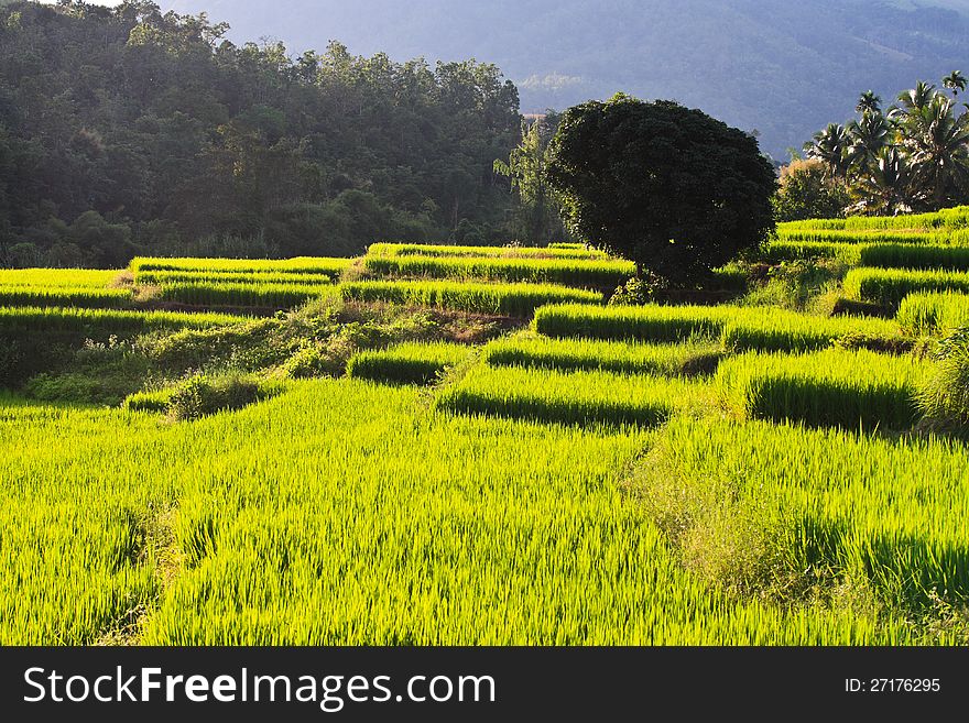 Terraced rice fields in northern Thailand