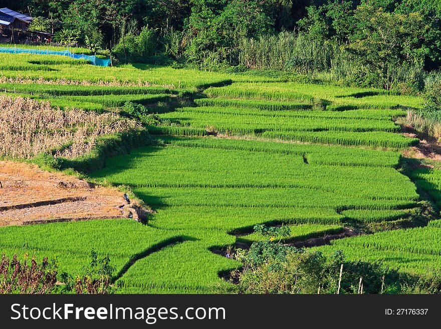 Terraced rice fields in northern Thailand