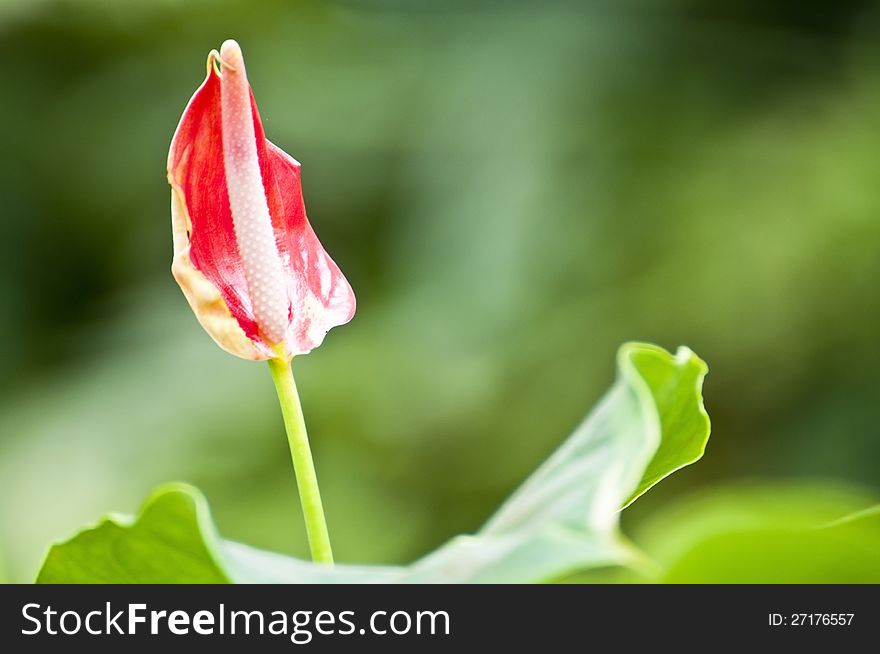 Flamingo Flower in the garden. Flamingo Flower in the garden