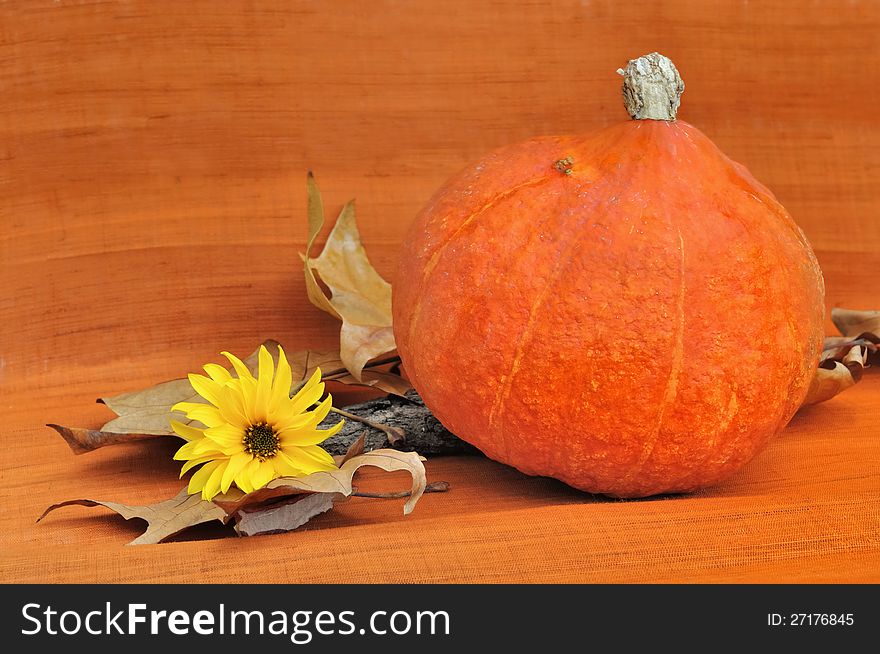 Decoration on orange background with a pumpkin and a daisy flower. Decoration on orange background with a pumpkin and a daisy flower