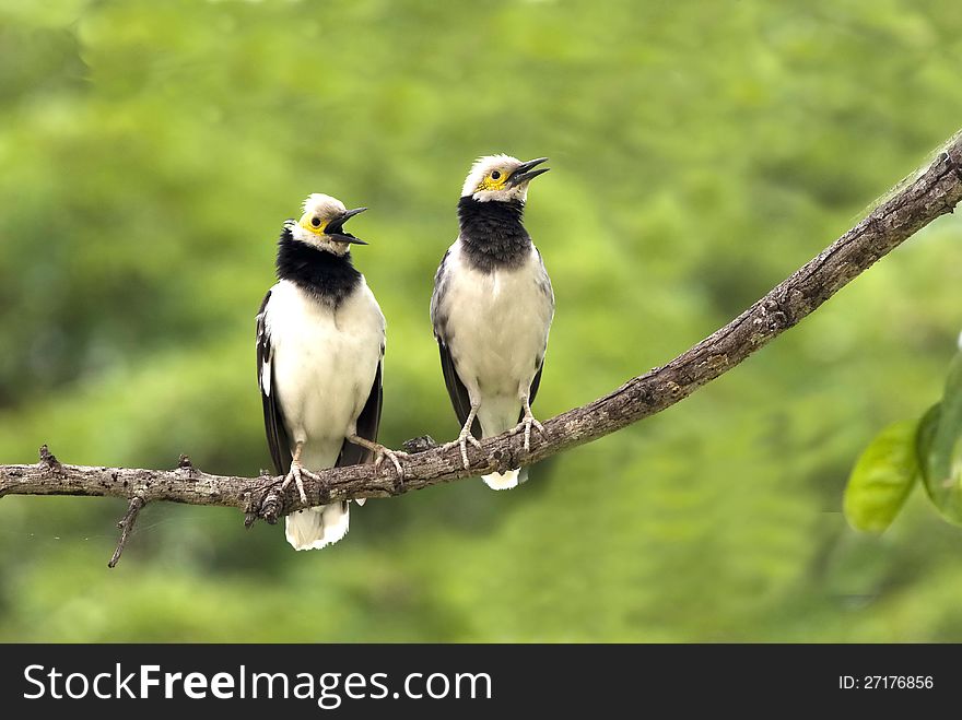 Black-collared Starling : Sturnus  nigricollisIt is migratory birds in the winter.