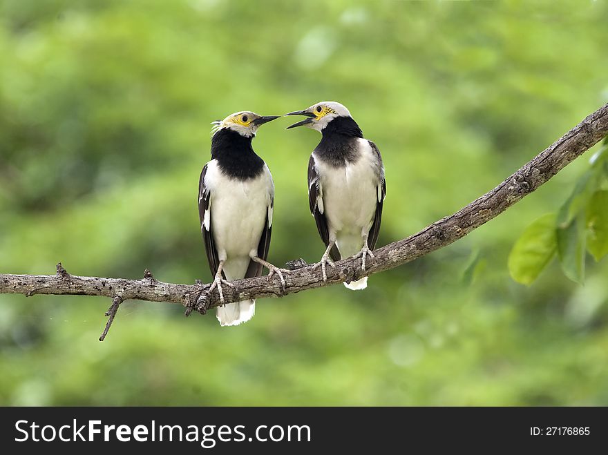 Black-collared Starling : Sturnus  Nigricollis