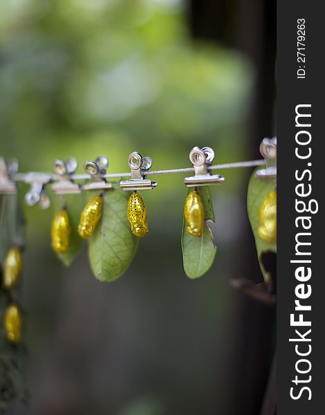 Monarch butterfly cocoon at Okinawa Fruits Land.