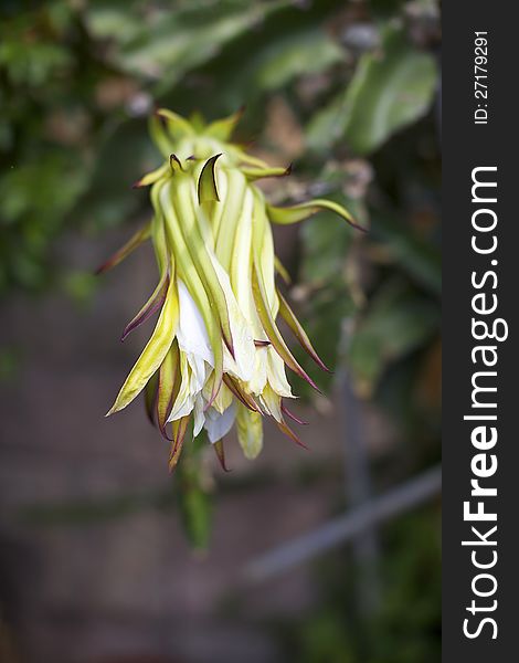 Bloom on Cactus producing dragon fruit. Bloom on Cactus producing dragon fruit.