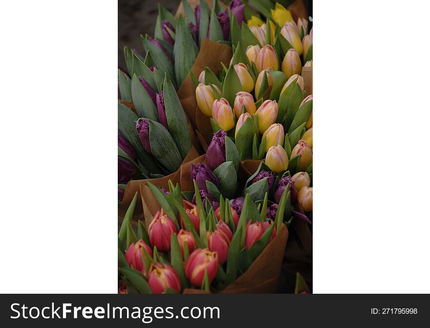 Fresh spring tulips from Edinburgh