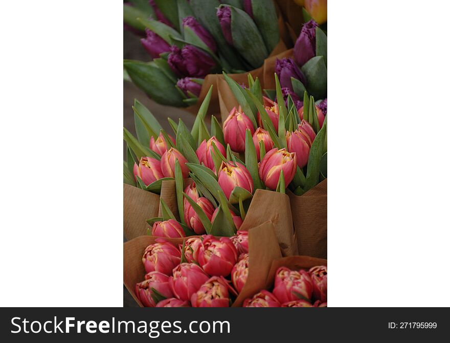 Fresh Spring Tulips From Edinburgh