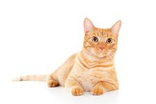 Classy Red Cat Lying On The Floor Royalty Free Stock Image Classy Red Cat Lying On The Floor Royalty Free Stock Image