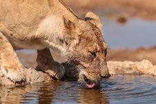 Lioness Drinking Water Stock Image