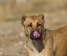 The Licking Dog Royalty Free Stock Photos