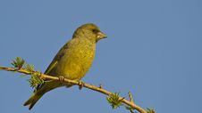 Greenfinch Stock Photography