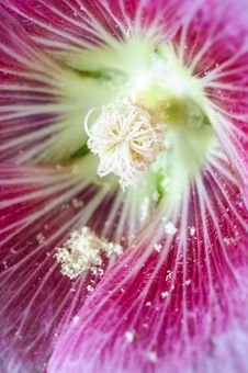 Pink Hollock Pollen Royalty Free Stock Photo Pink Hollock Pollen Royalty Free Stock Photo
