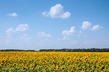 Field Of Sunflowers And Blue Sky Stock Photography