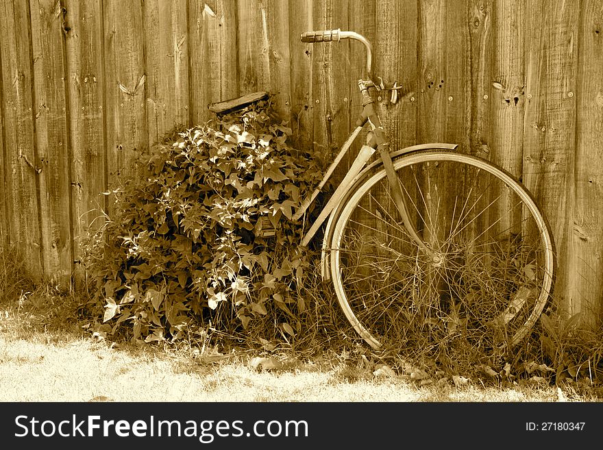 A forgotten bicycle gets consumed by an overgrown plant against a wooden picket fence